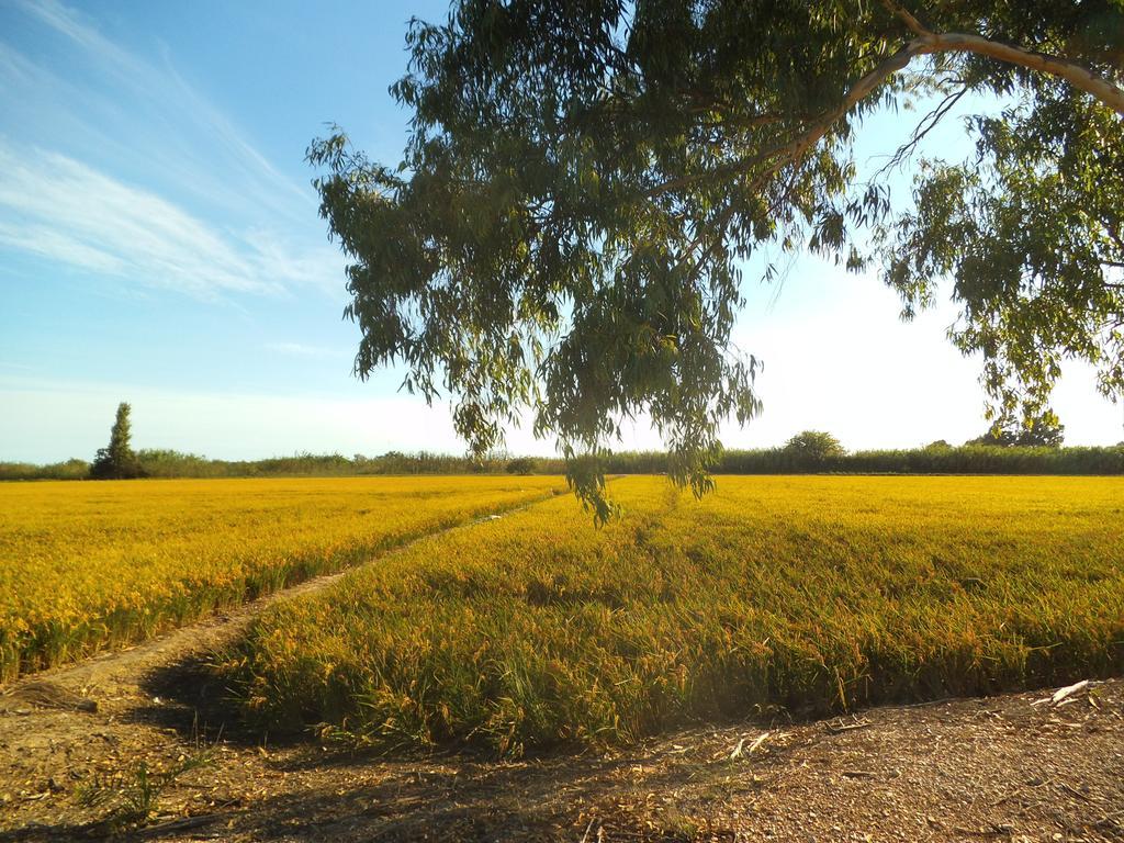 Mas Dels Bonos Pension Deltebre Buitenkant foto